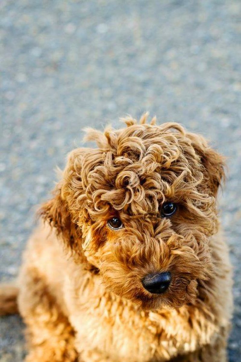 Спаниель лабрадудель