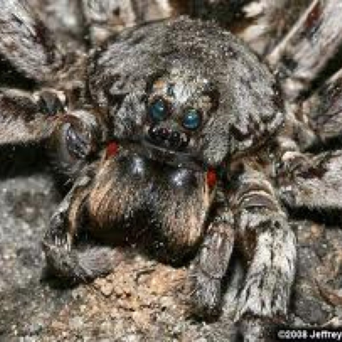 Гигантский паук-охотник (heteropoda maxima)