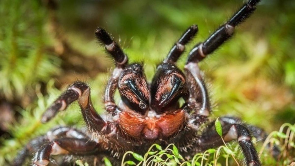 Паук птицеед Голиаф