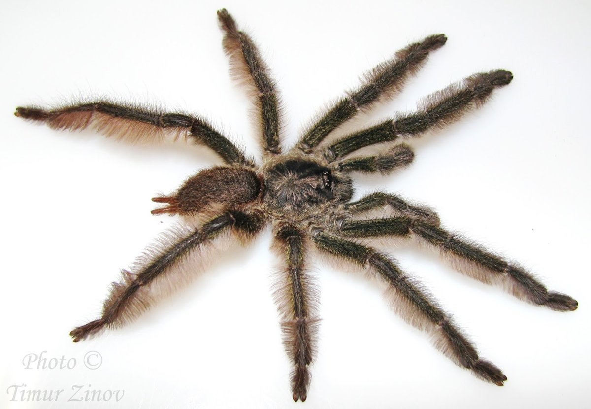 Самый опасный паук в мире