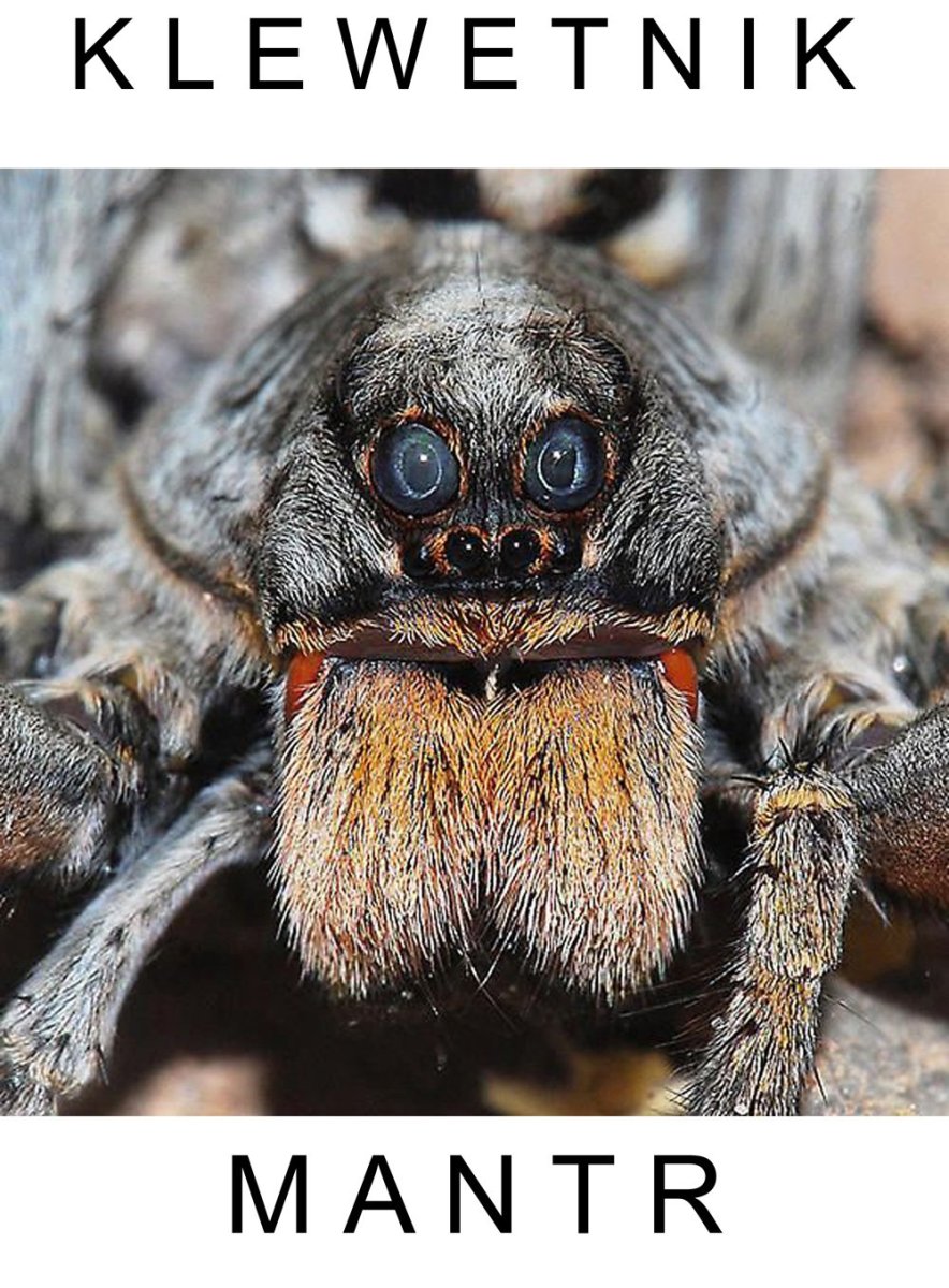 Паук птицеед Голиаф