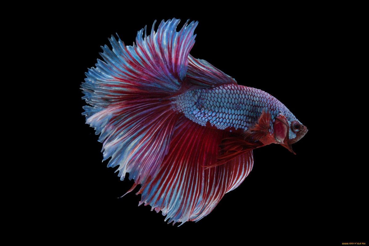Бойцовые рыбки