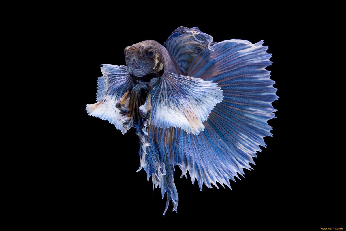 Рыба петушок