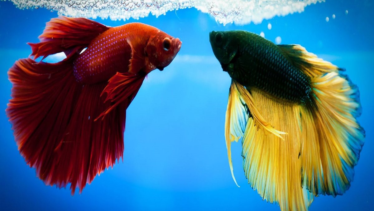 Рыбка петушок красный