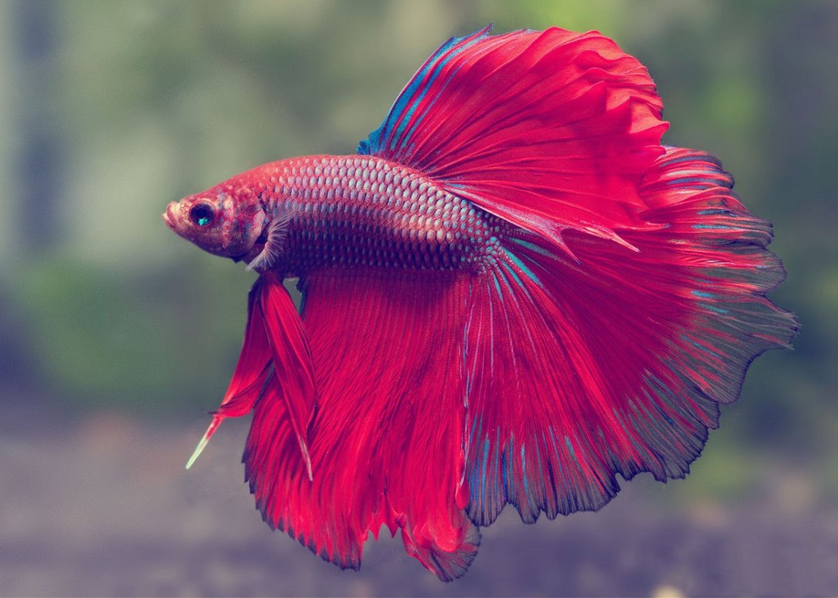 Бойцовая рыбка сиамский петушок