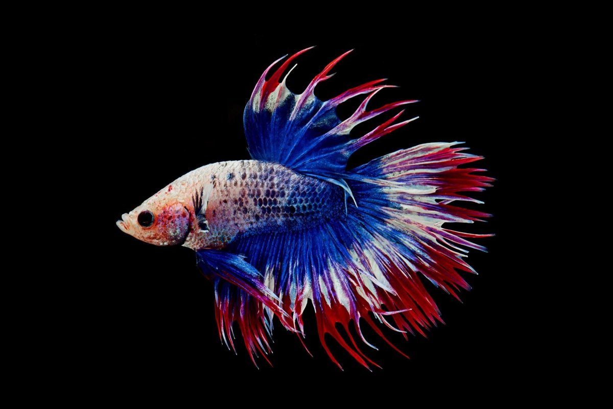 Петушок коронохвостый аквариумная рыбка