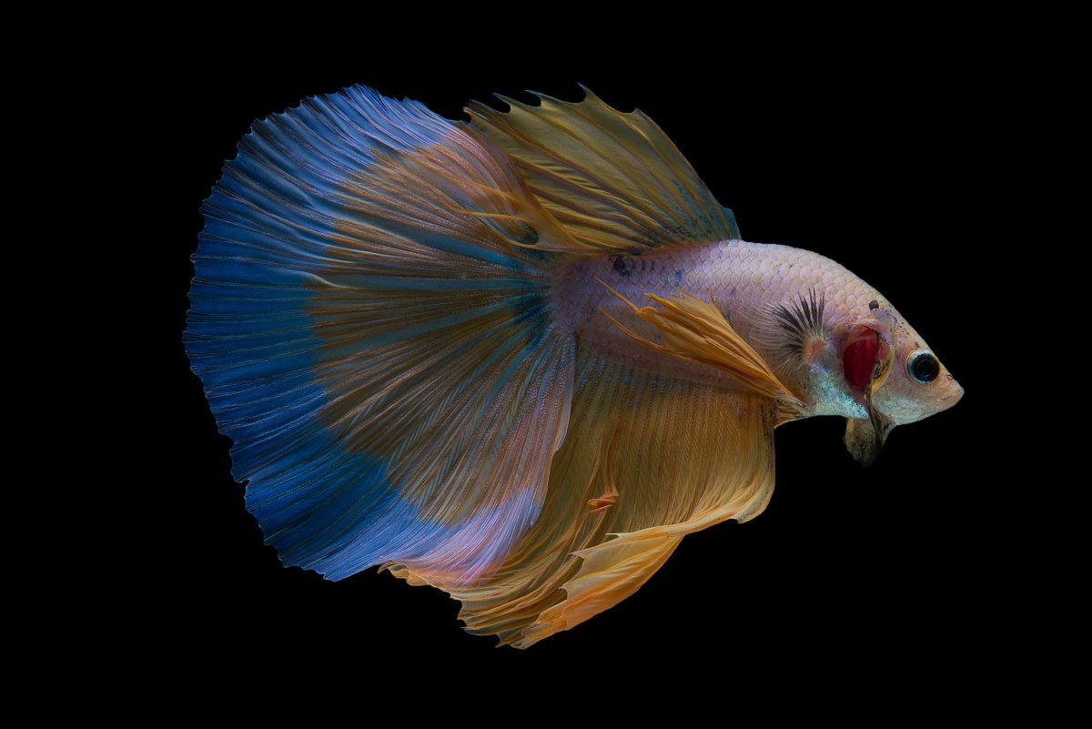 Коронохвостая Betta