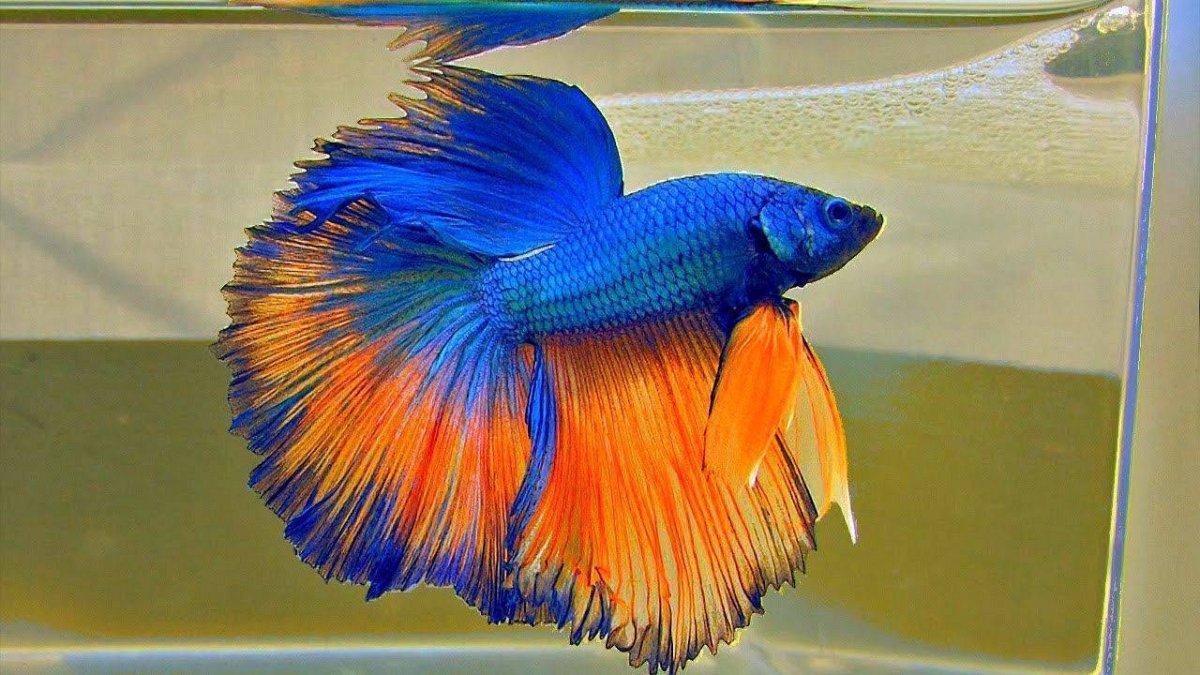 Сиамский петушок аквариумная рыбка