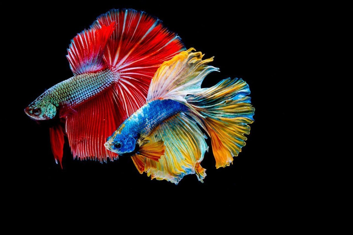 Таиландский петушок рыбка