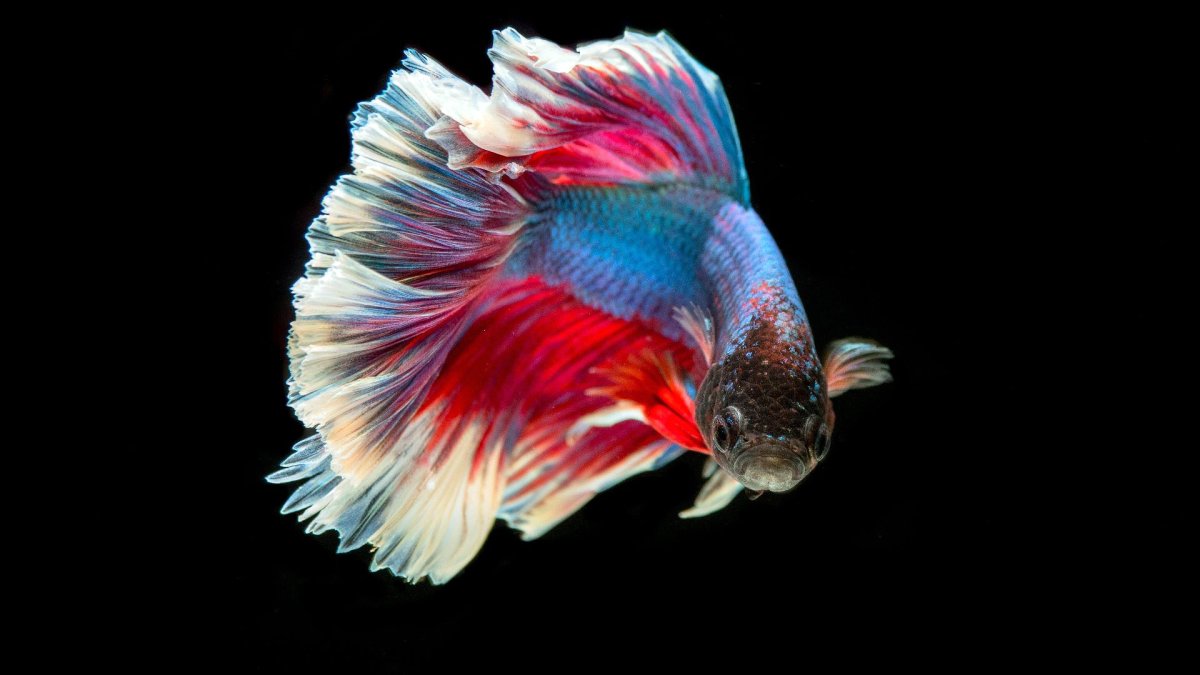 Рыбка петушок абстракция