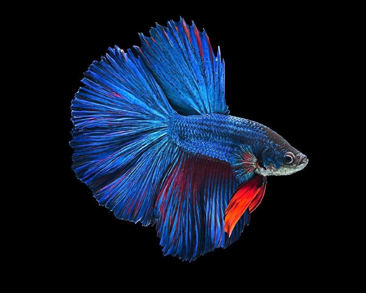 Рыбка петушок на белом фоне