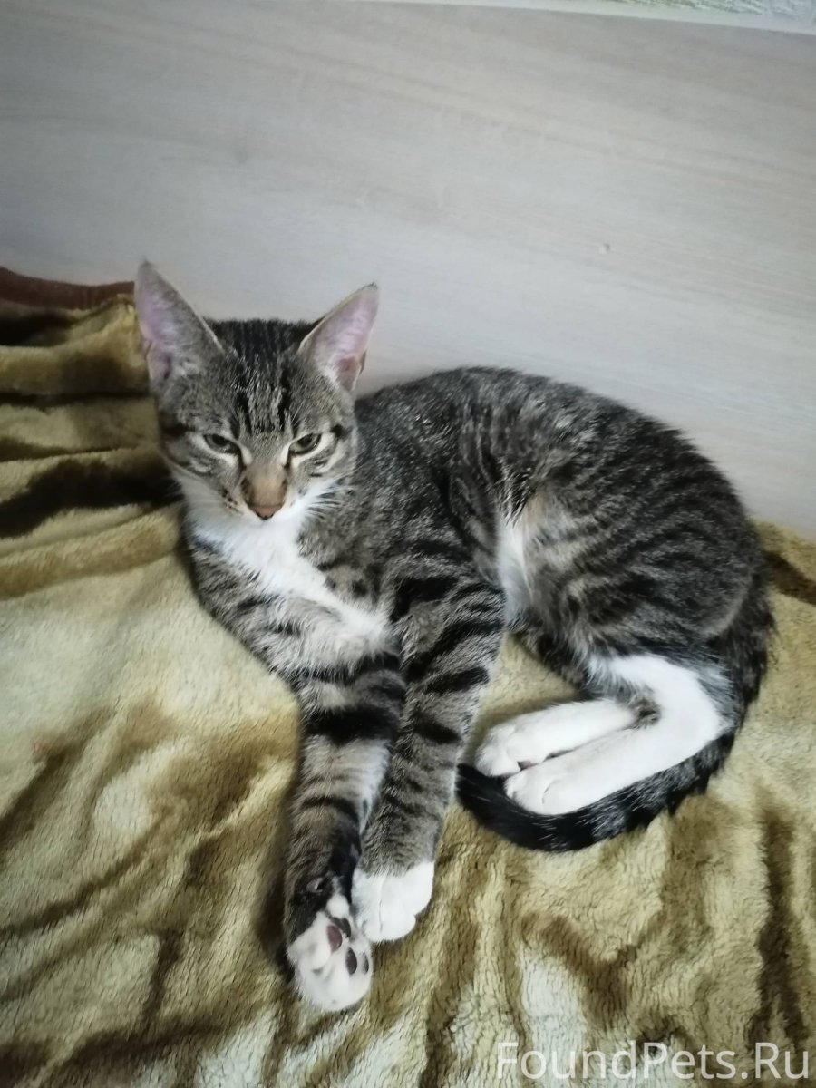 Шотландский вислоухий кот серый