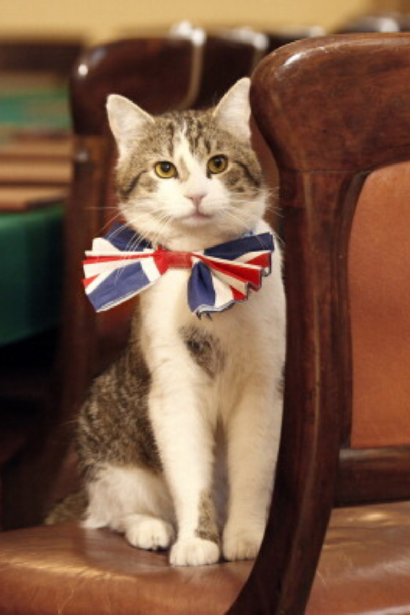 Британская короткошёрстная кошка