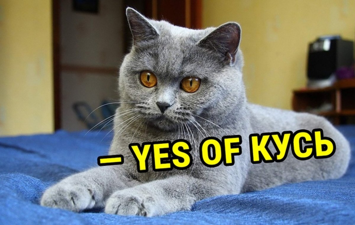 О вы из Англии Мем