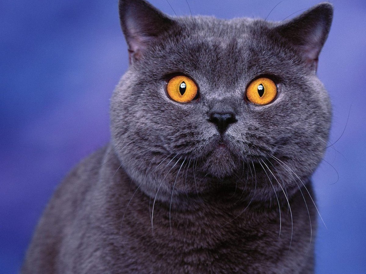 Британский кот в шляпе