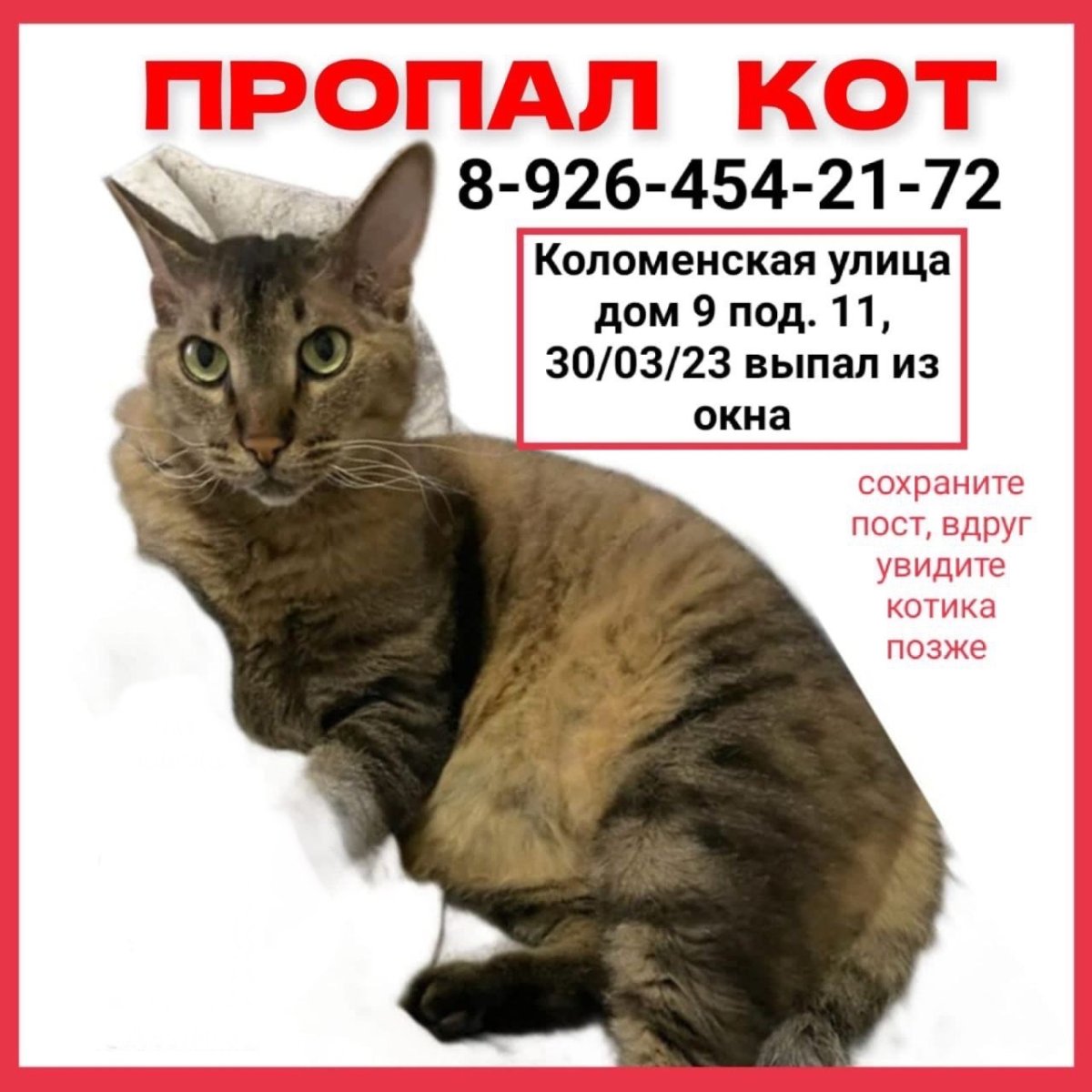 Котики мемы с надписями