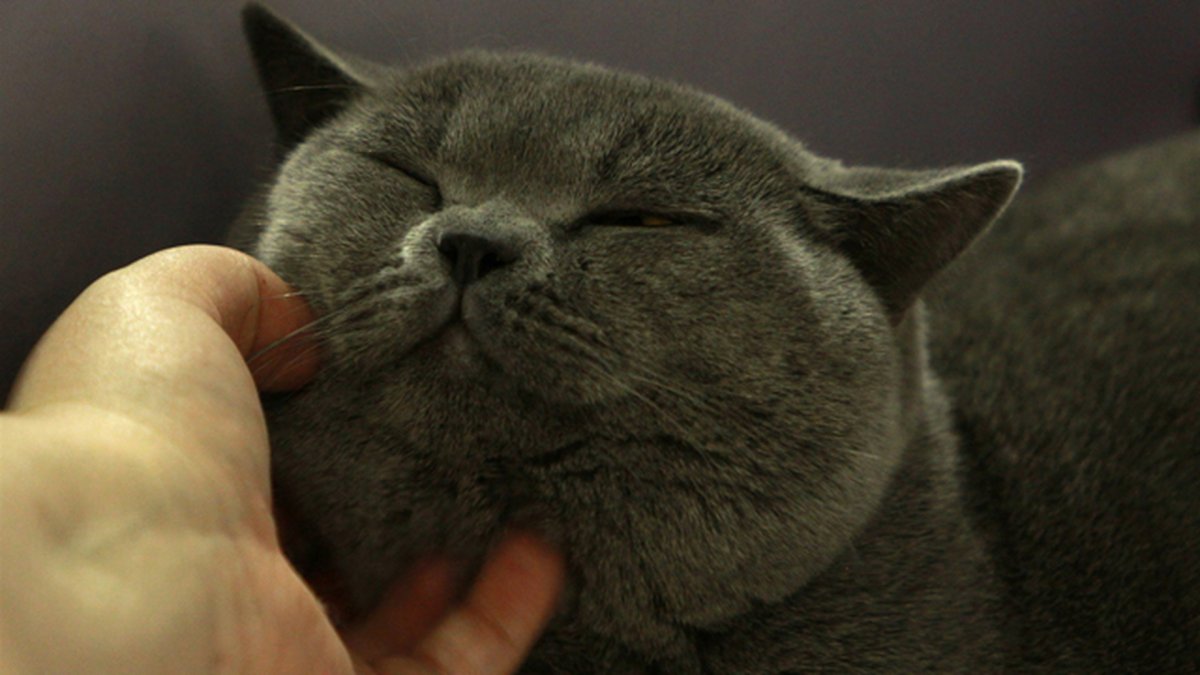 Британская голубая кошка