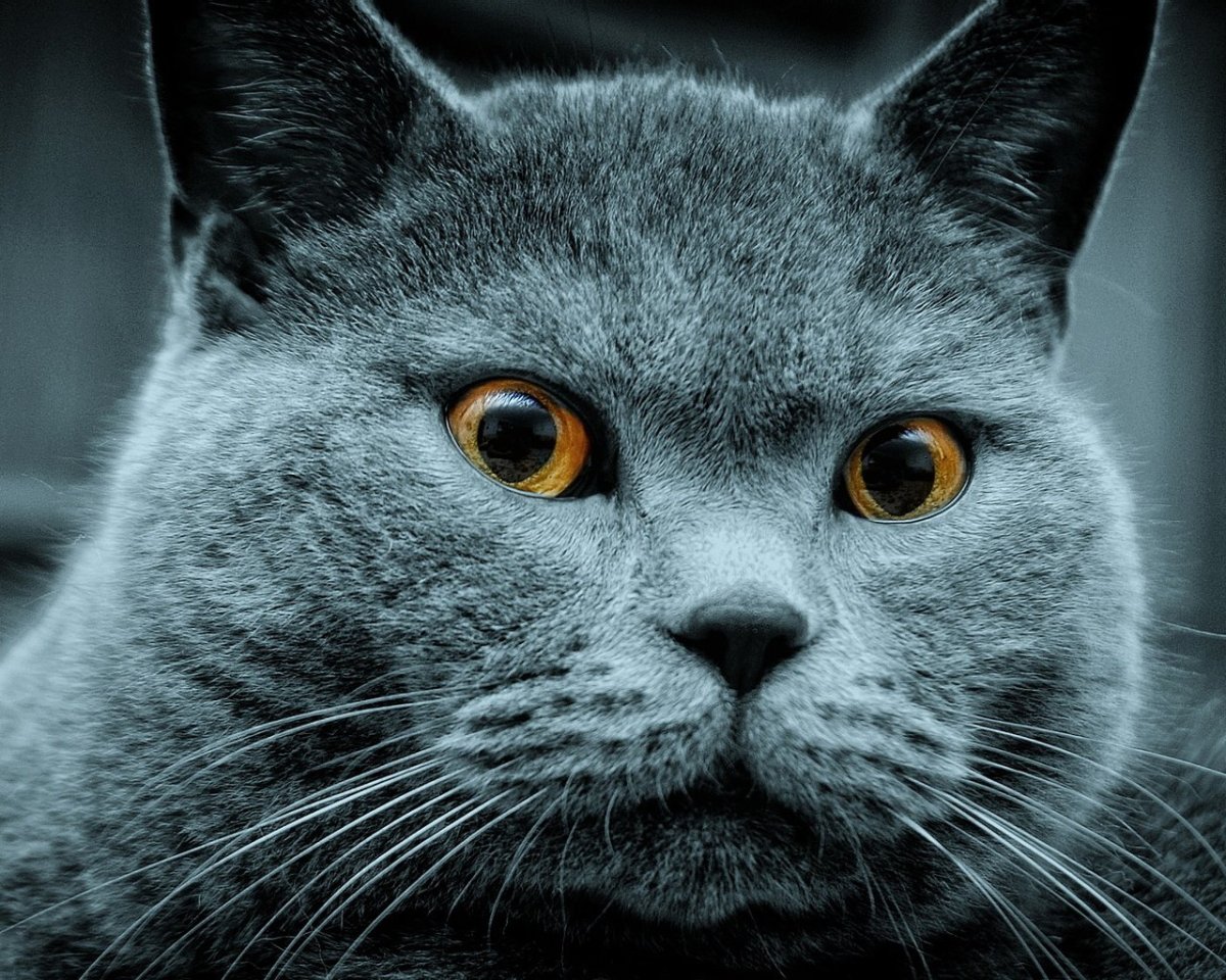 Шотландская вислоухая кошка