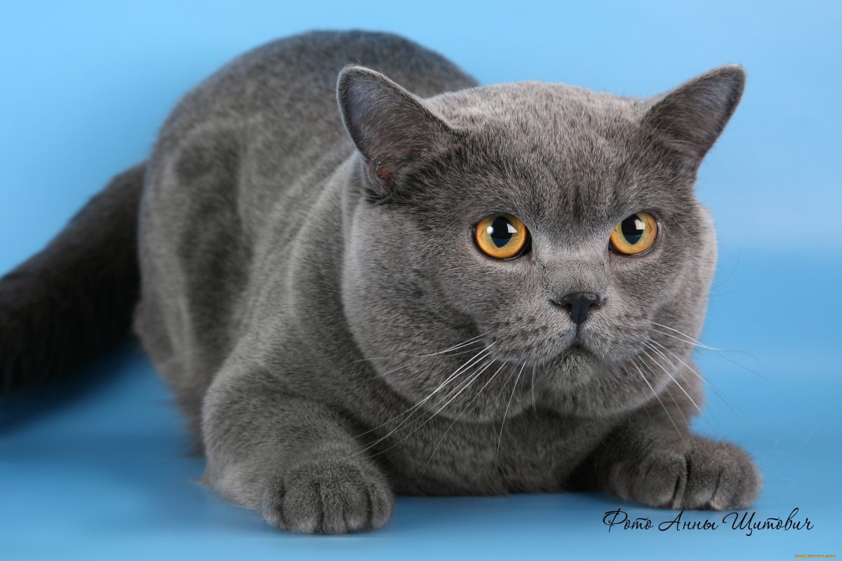 Британская кошка