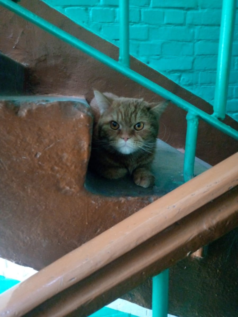 Звуки животных в разных странах