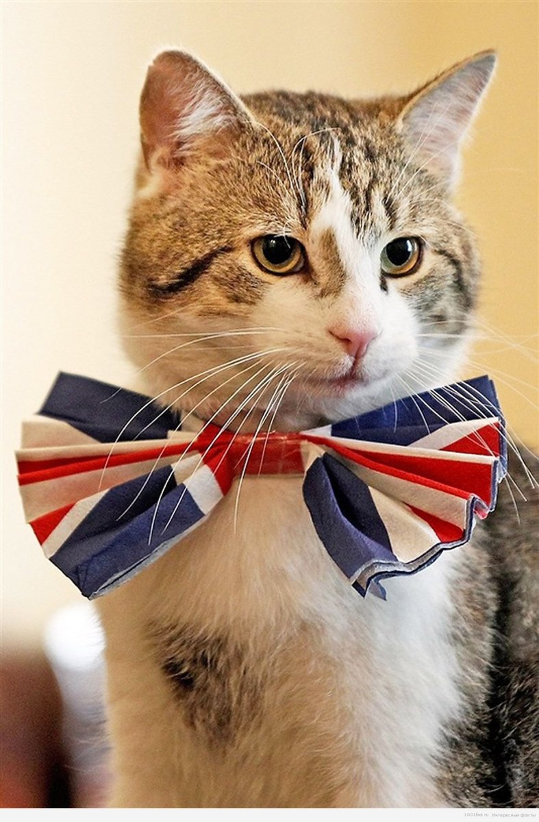 Кот Ларри: главный мышелов Британии
