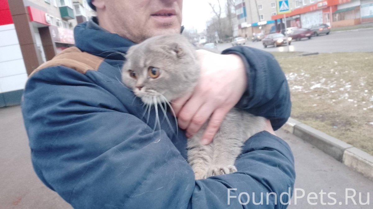 Британская кошка серая