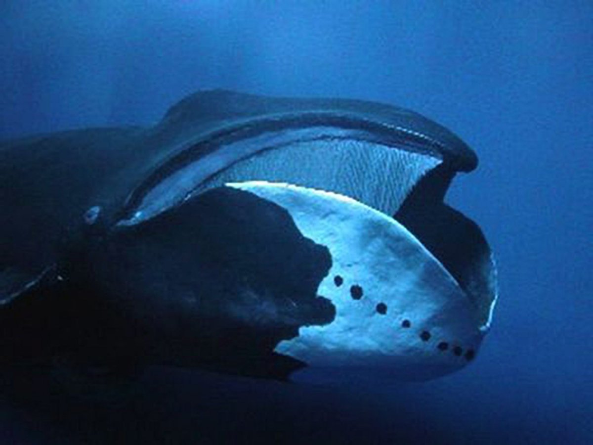 Мультик Гренландский кит