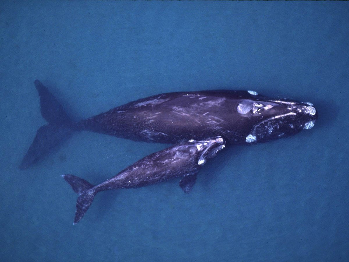 Северный гладкий кит