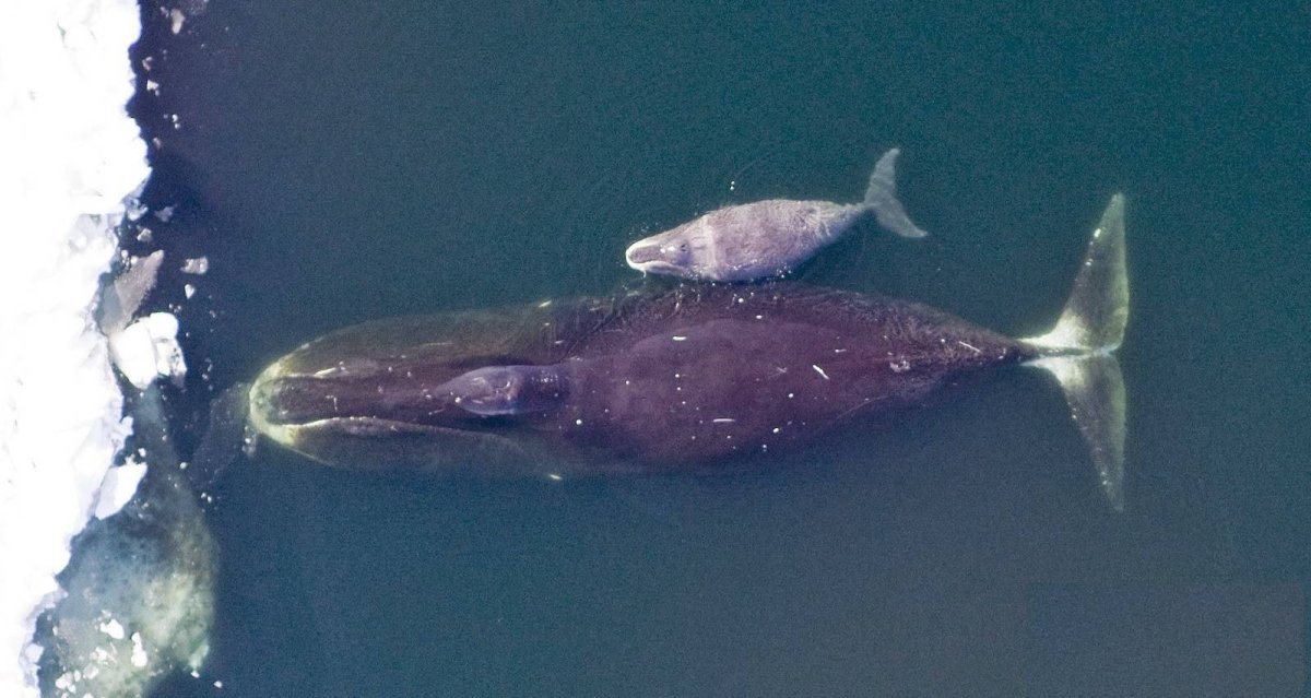 Гренландский кит