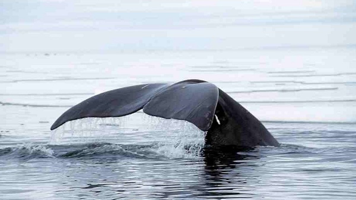 Китовый ус гренландского кита