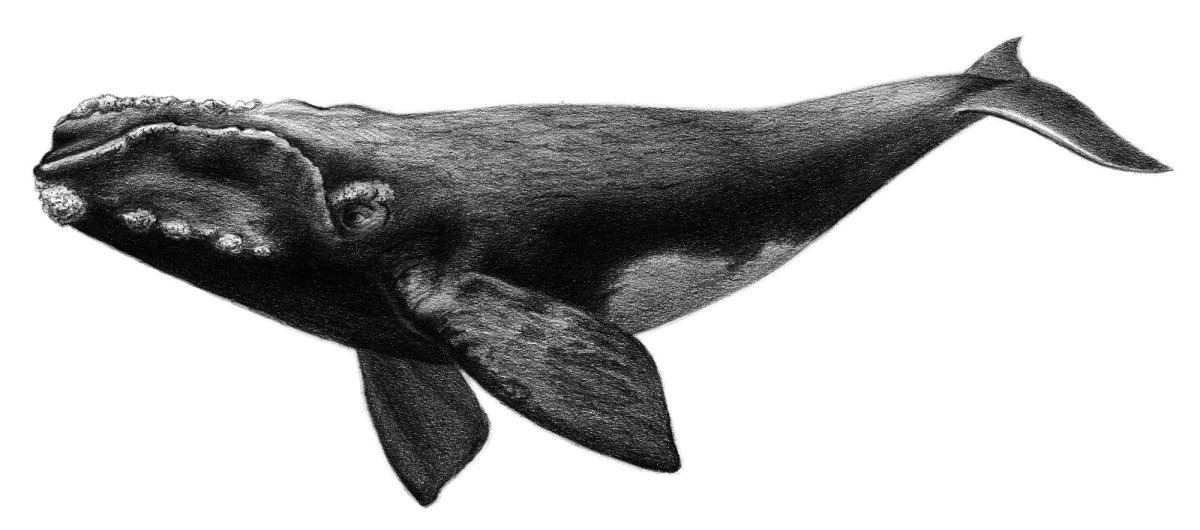 Кит Кашалот Касатка