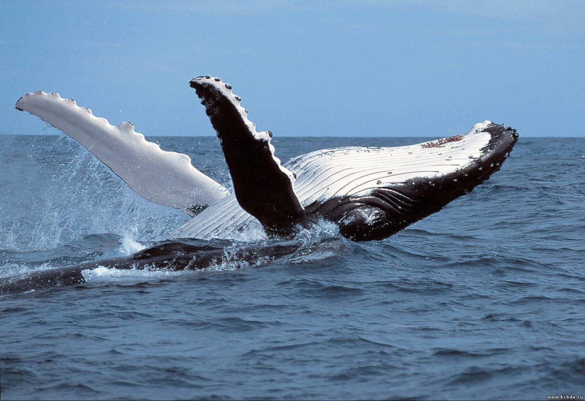 Гренландский кит