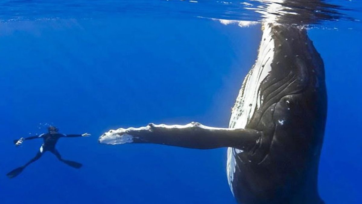 Лонгмановский кит