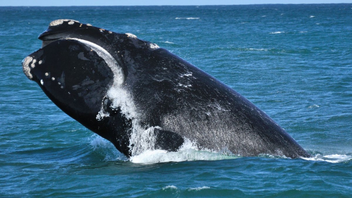 Гренландский (Полярный) кит Balaena mysticetus