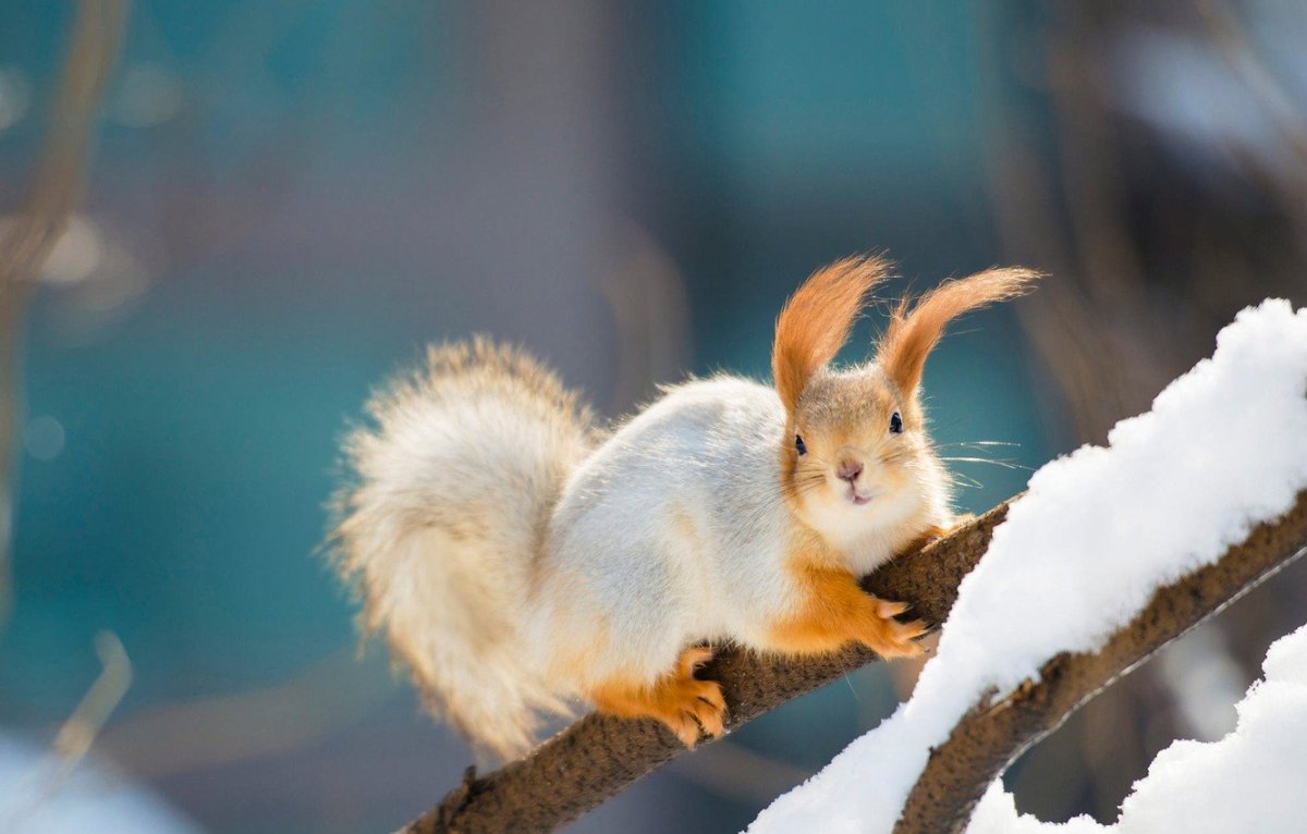 Светочка Мем