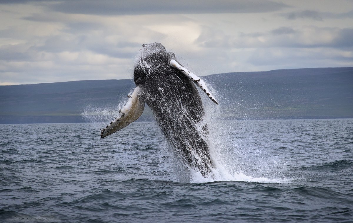 Горбатый кит Харриет