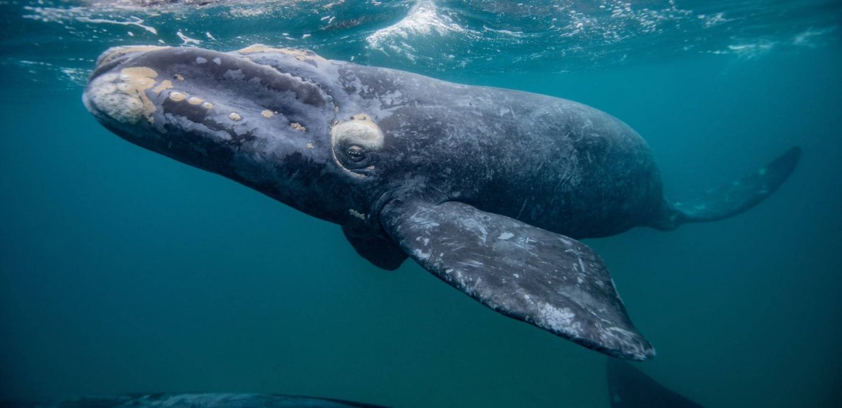 Гренландский кит