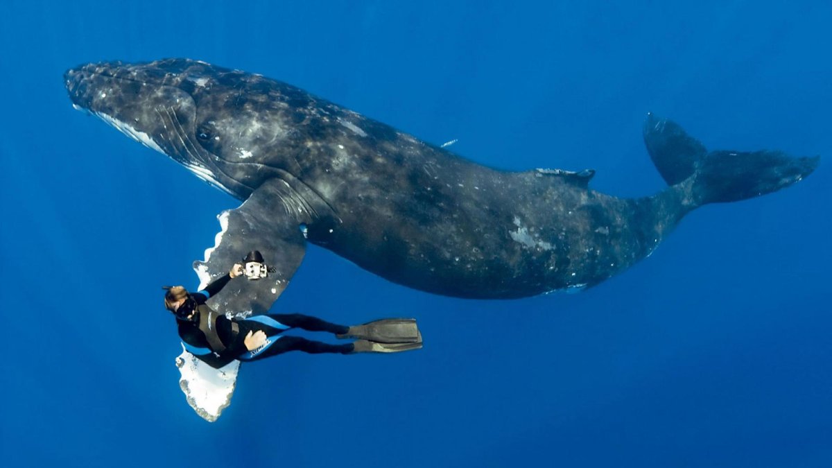 Гренландский кит