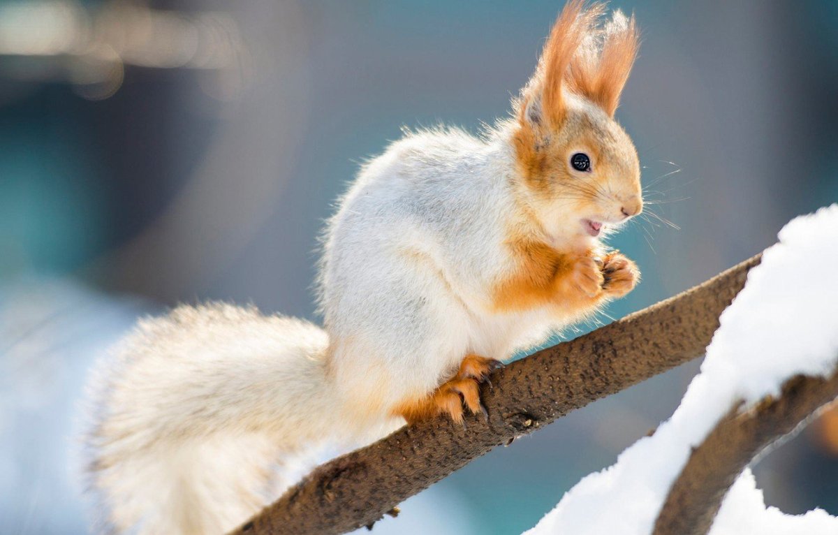 Декоративная белка белая