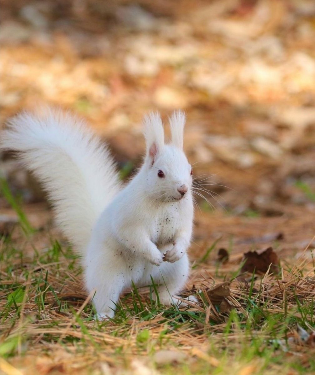 Белки альбиносы