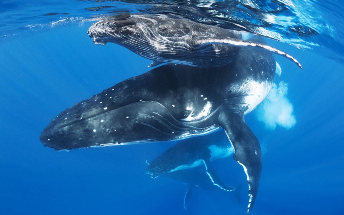 Горбатый кит, Гренландия