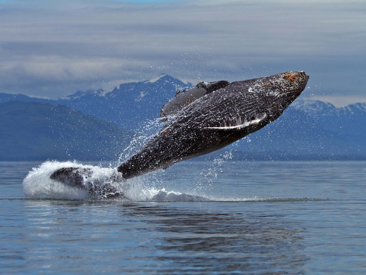 Гренландский кит рисунок