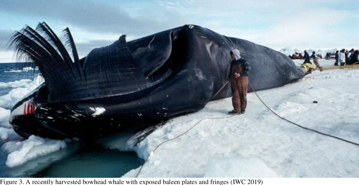 Серый кит (Охотско-корейская популяция)