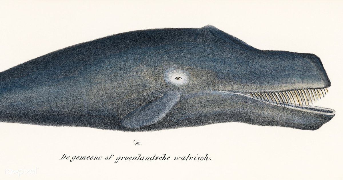 Гренландский кит