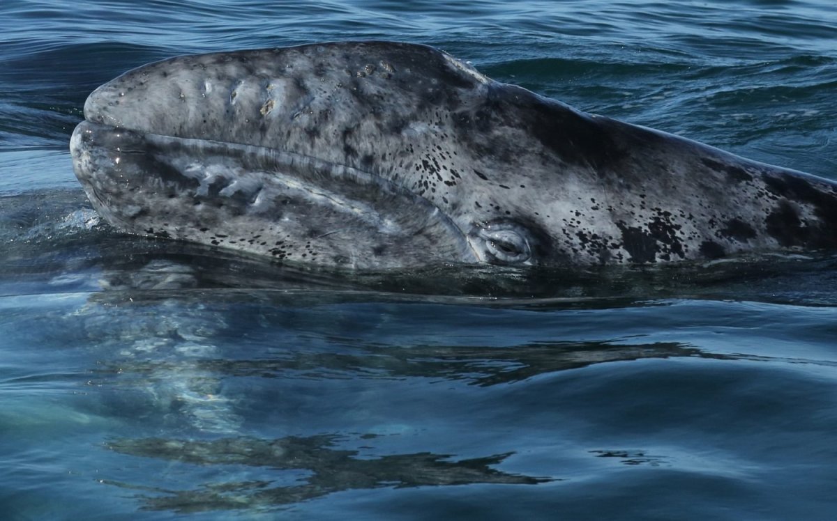 Гренландский кит