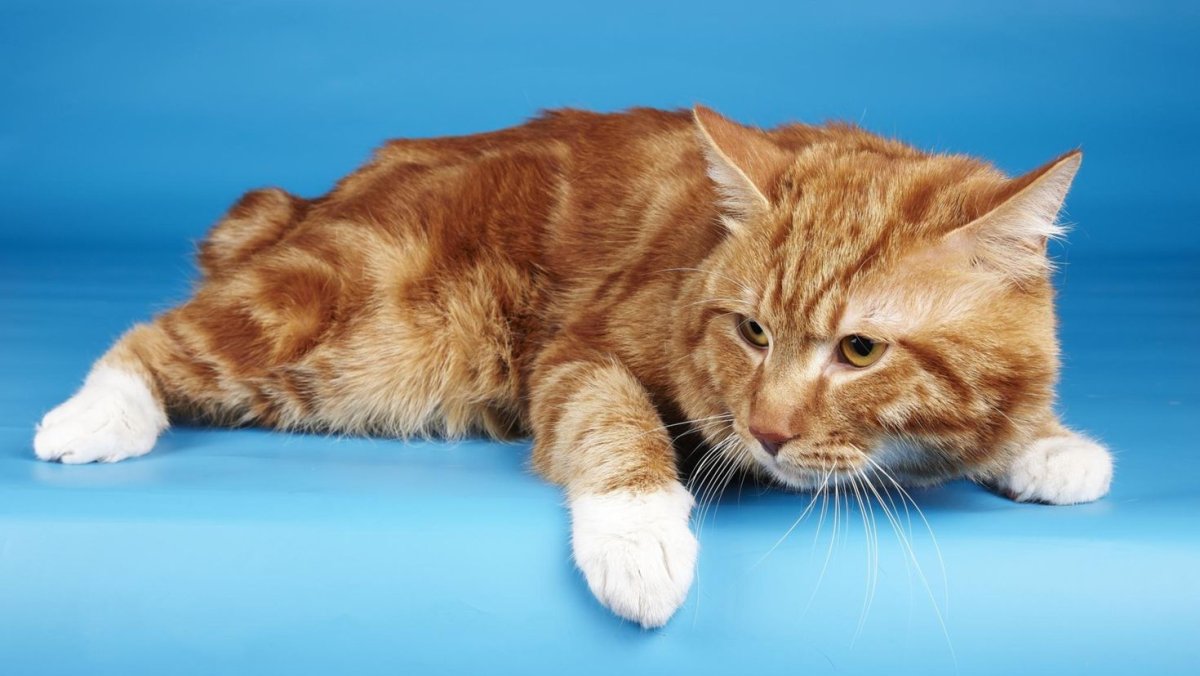 Курильский бобтейл короткошерстный