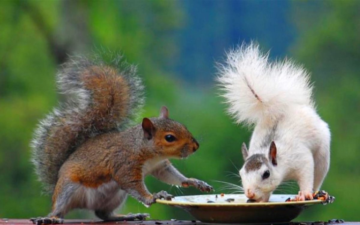 Бельчонок зимой