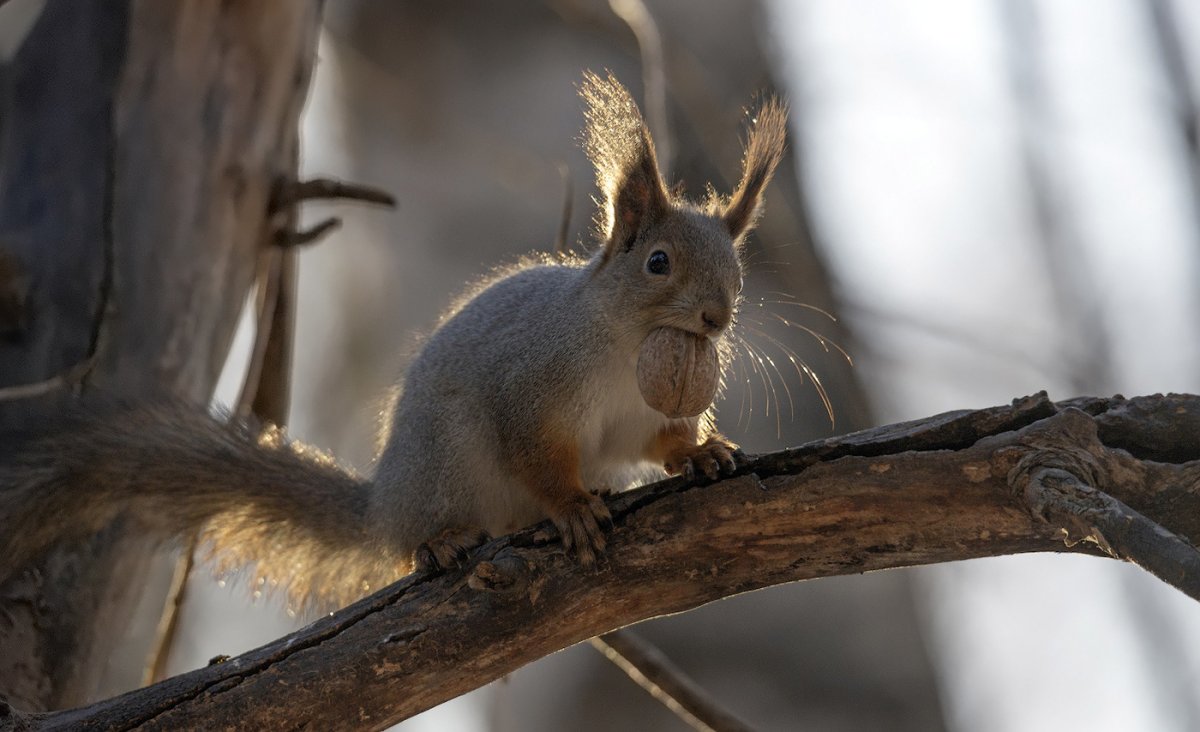 Уссурийская белка