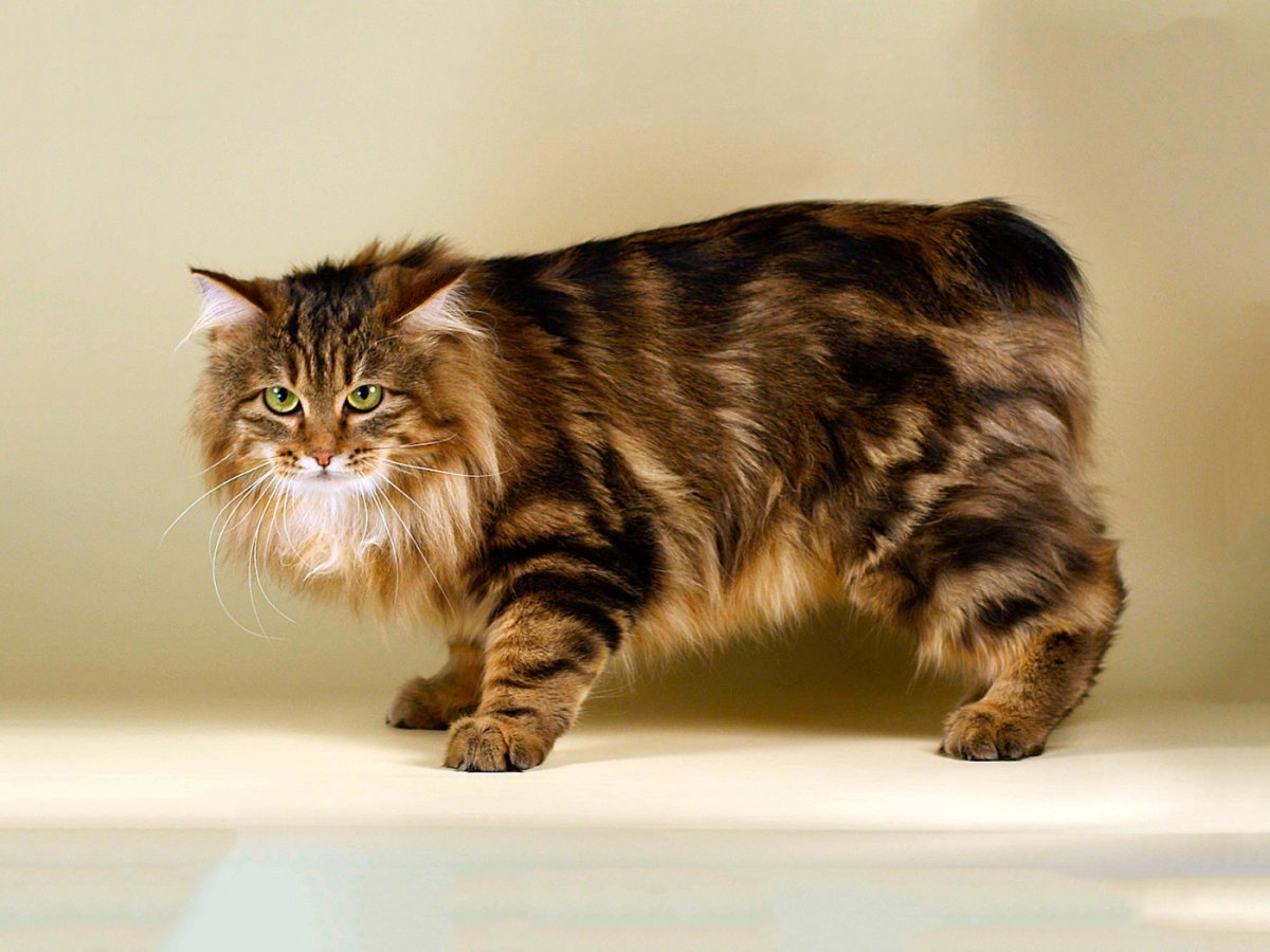 Курильский бобтейл