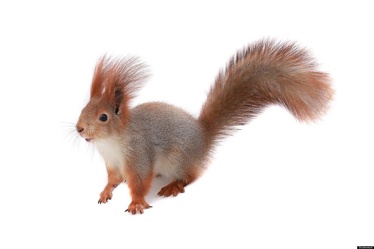 Зимние белки